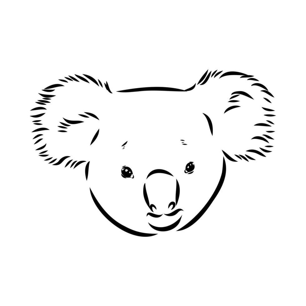 dibujo vectorial de koala vector