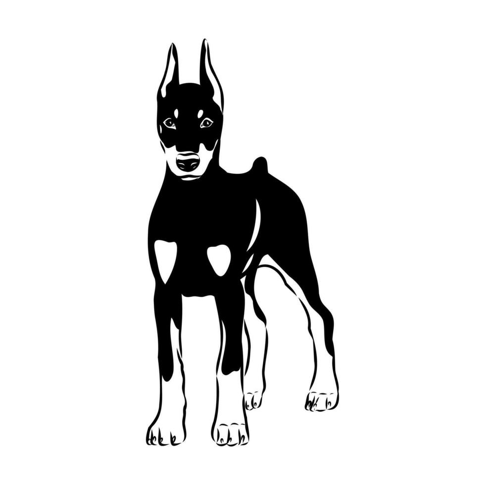 doberman dog vector sketch