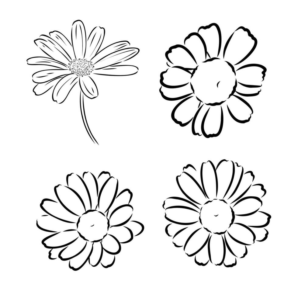 daisy flower vector sketch