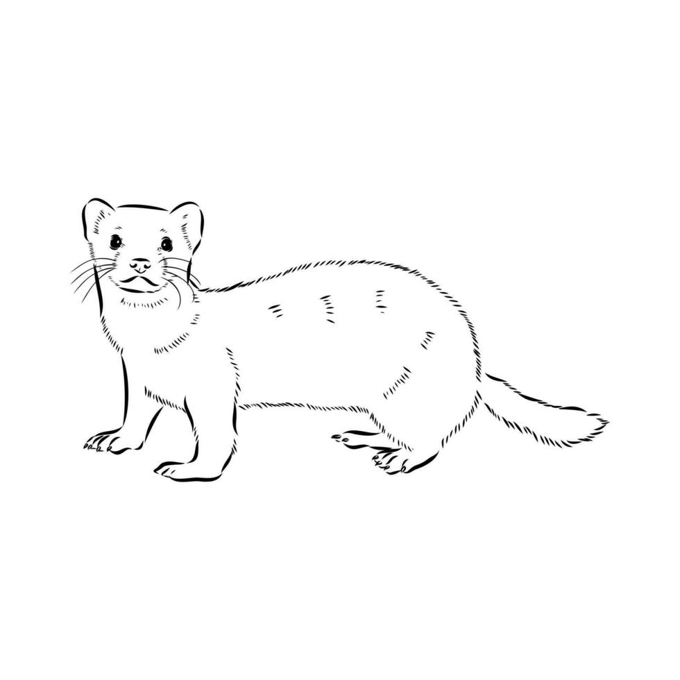 ferret vector sketch