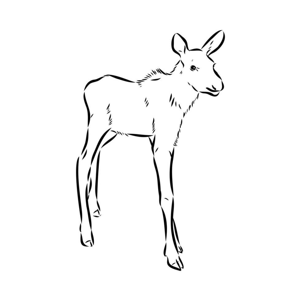 moose vector sketch