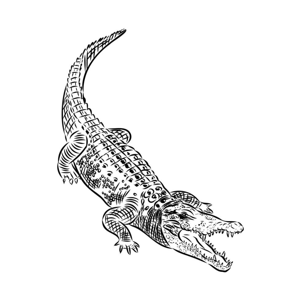 crocodile vector sketch