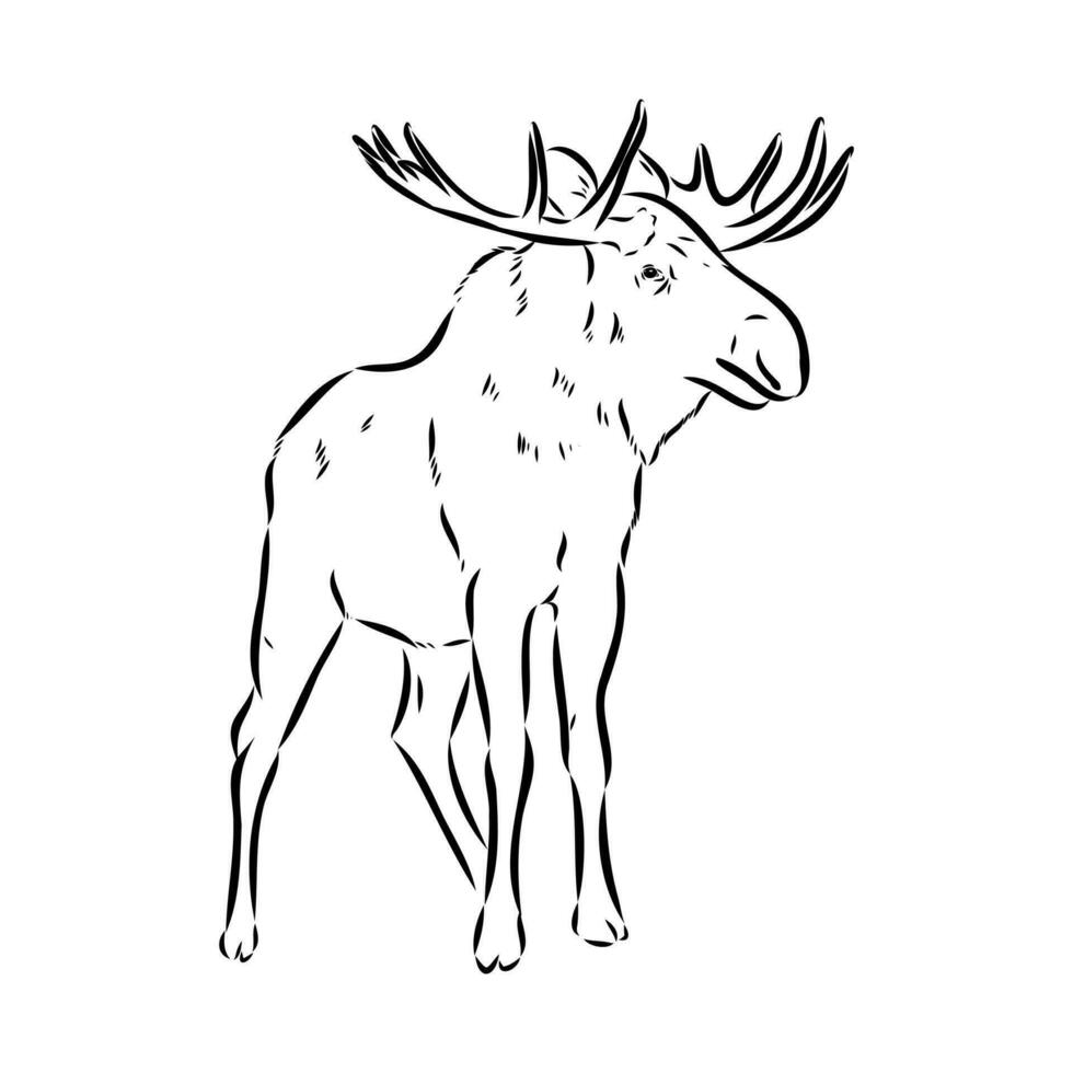 moose vector sketch