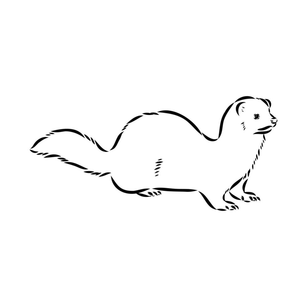 ferret vector sketch