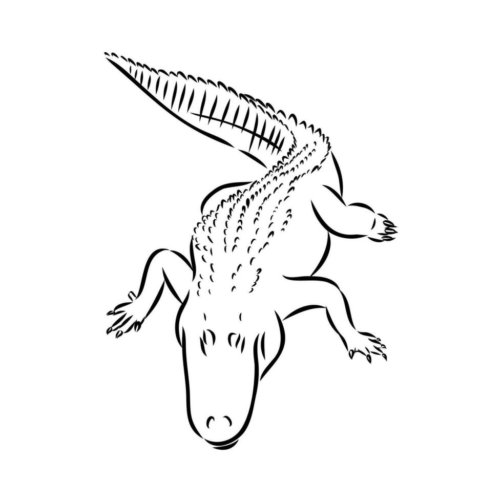 crocodile vector sketch