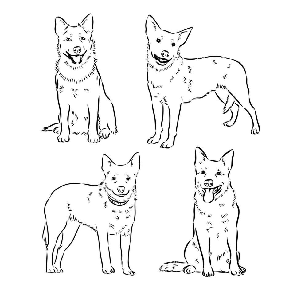 Australian Cattle Dog Vector Sketch 36437692 Vector Art At Vecteezy australian-cattle-dog-vector-sketch-36437692-vector-art-at-vecteezy