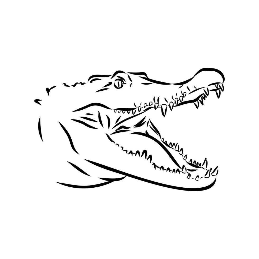 crocodile vector sketch