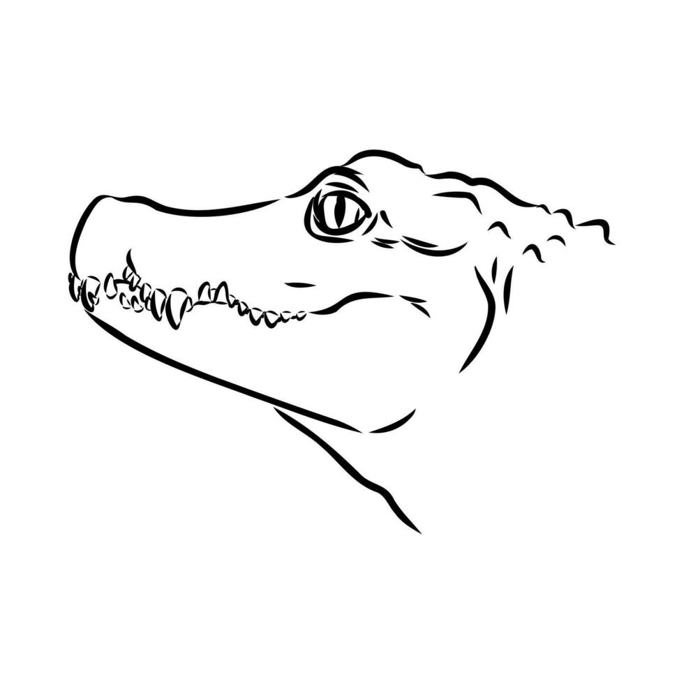 crocodile vector sketch