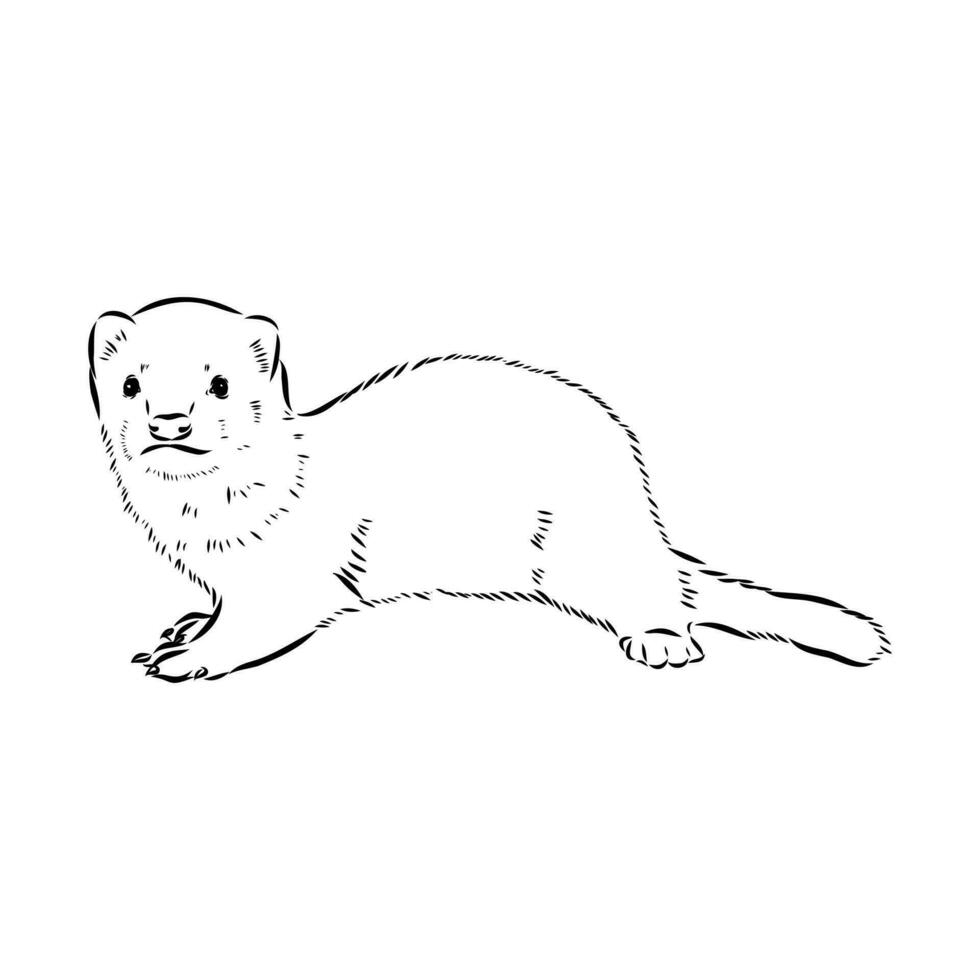 ferret vector sketch
