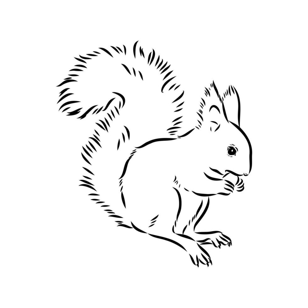 squirrel vector sketch