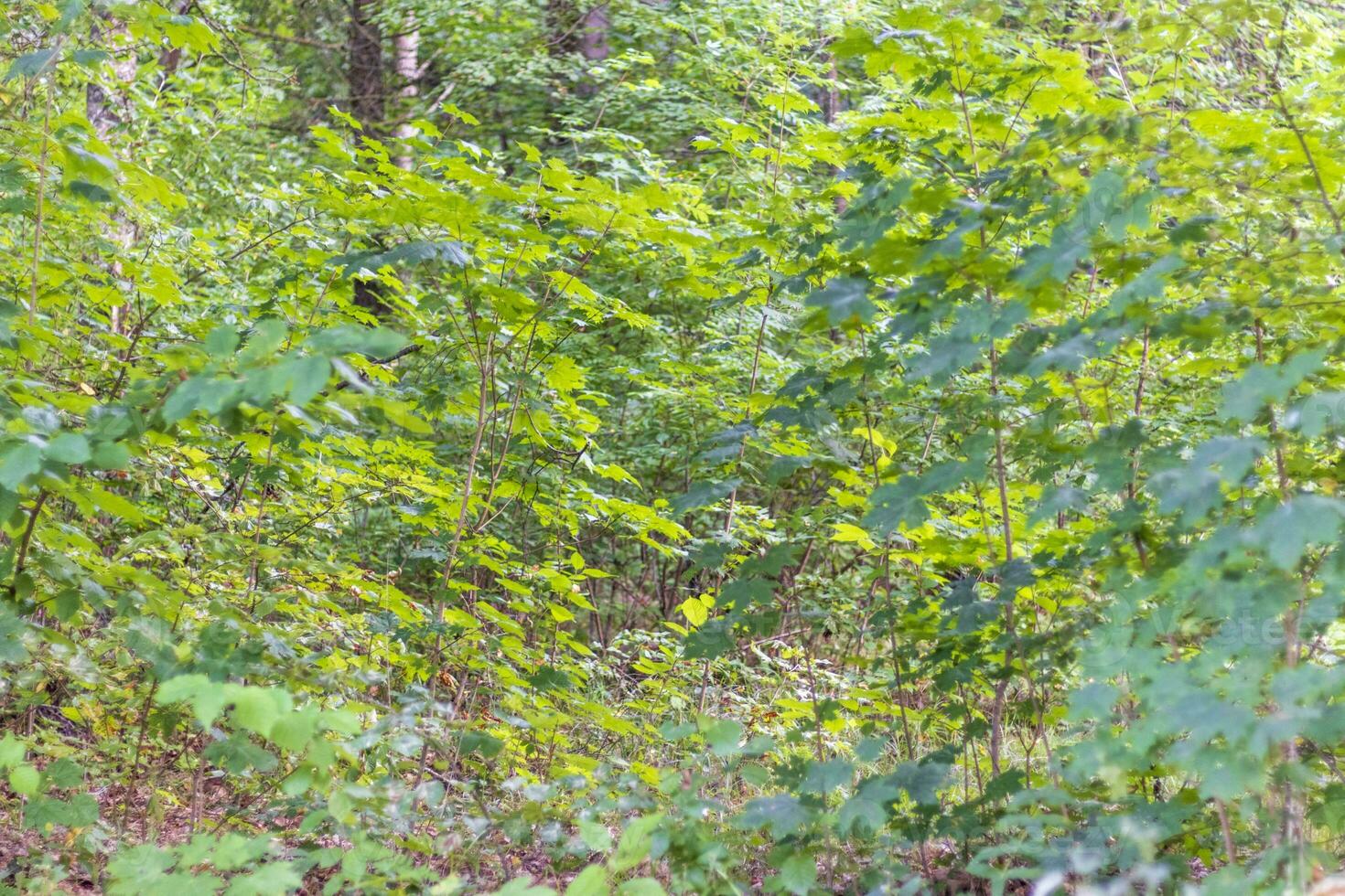 Landscape shot of the forest. Nature photo