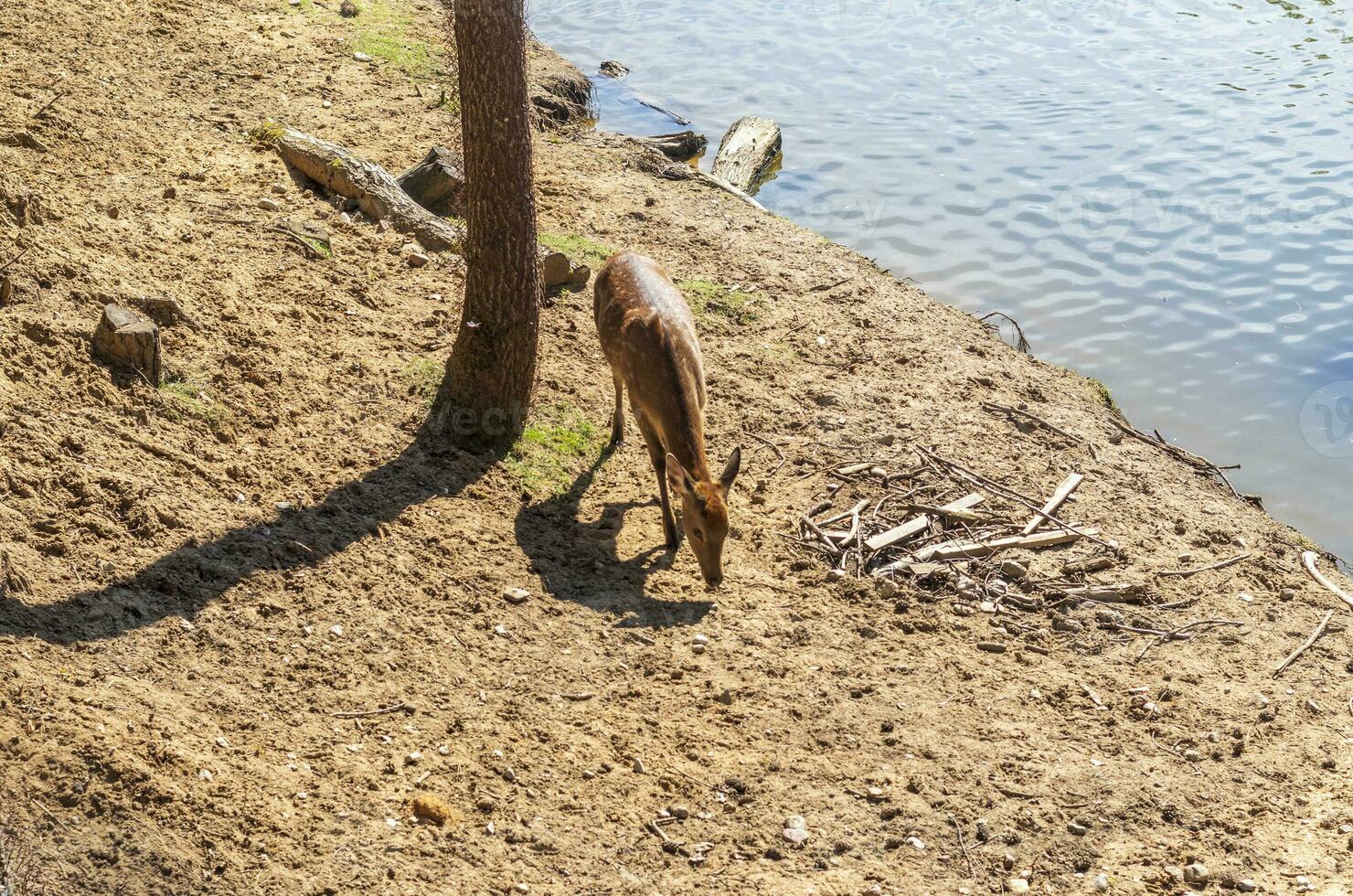 Shot of the deers in the forest. Animals photo