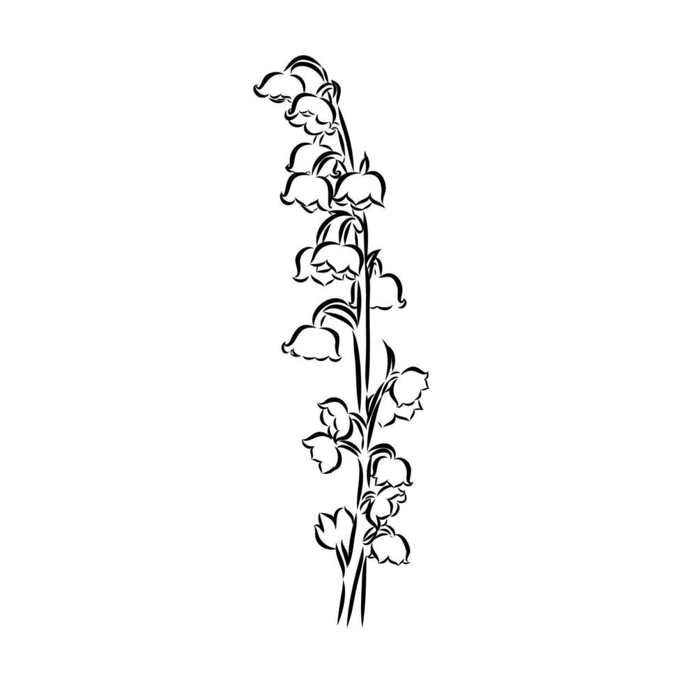 lily of the valley flower vector sketch