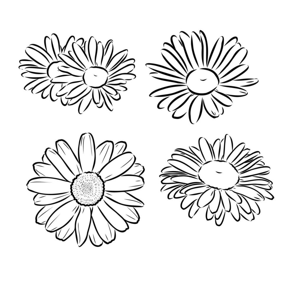 daisy flower vector sketch