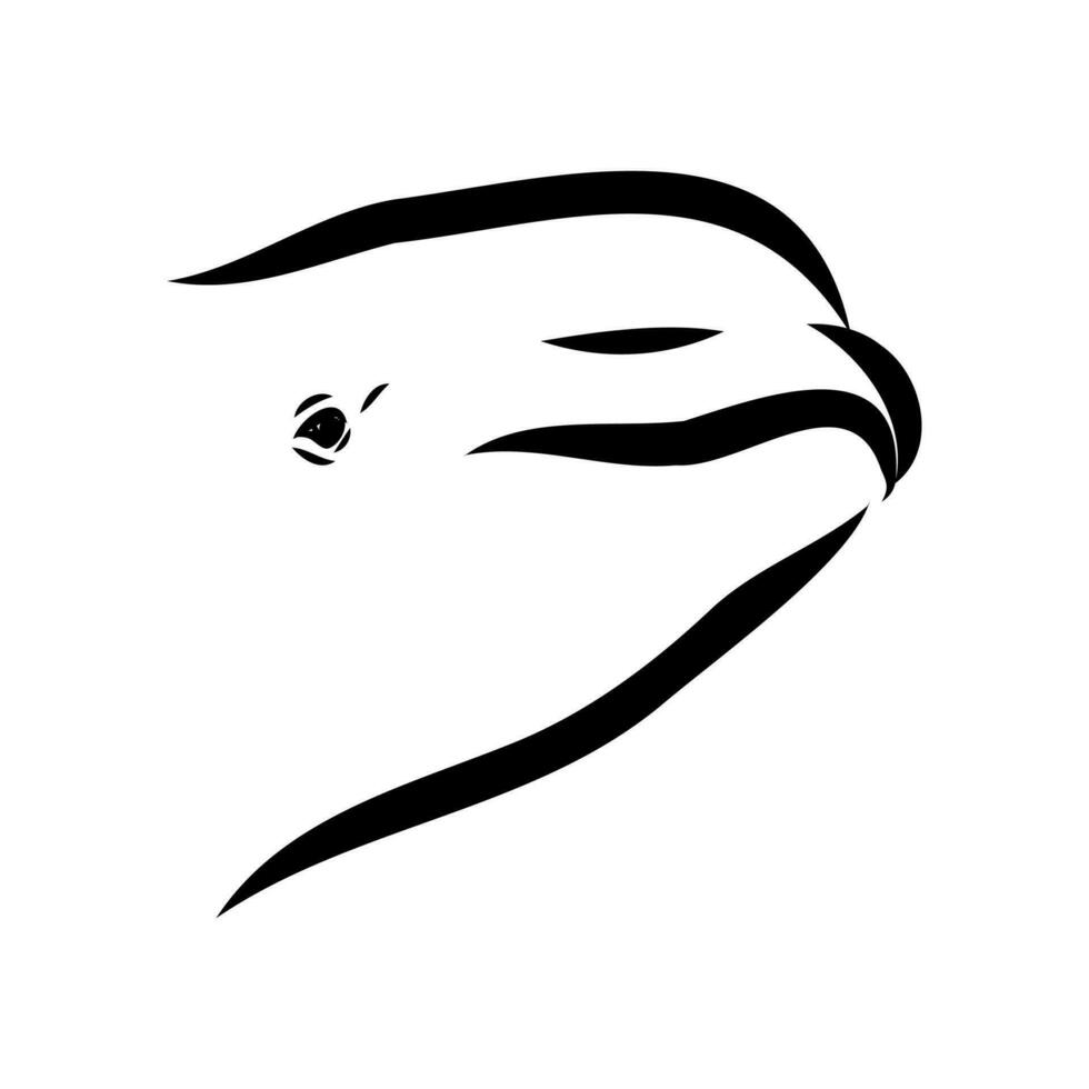 beluga whale vector sketch