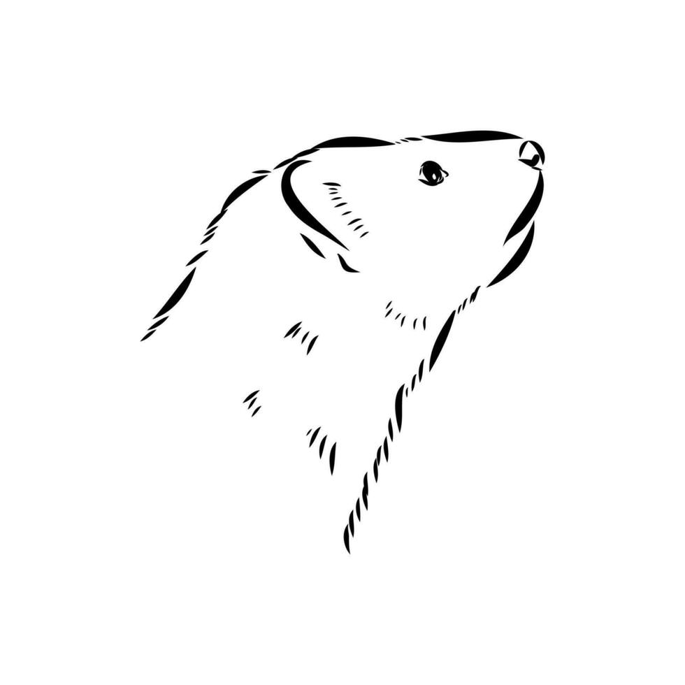 ferret vector sketch
