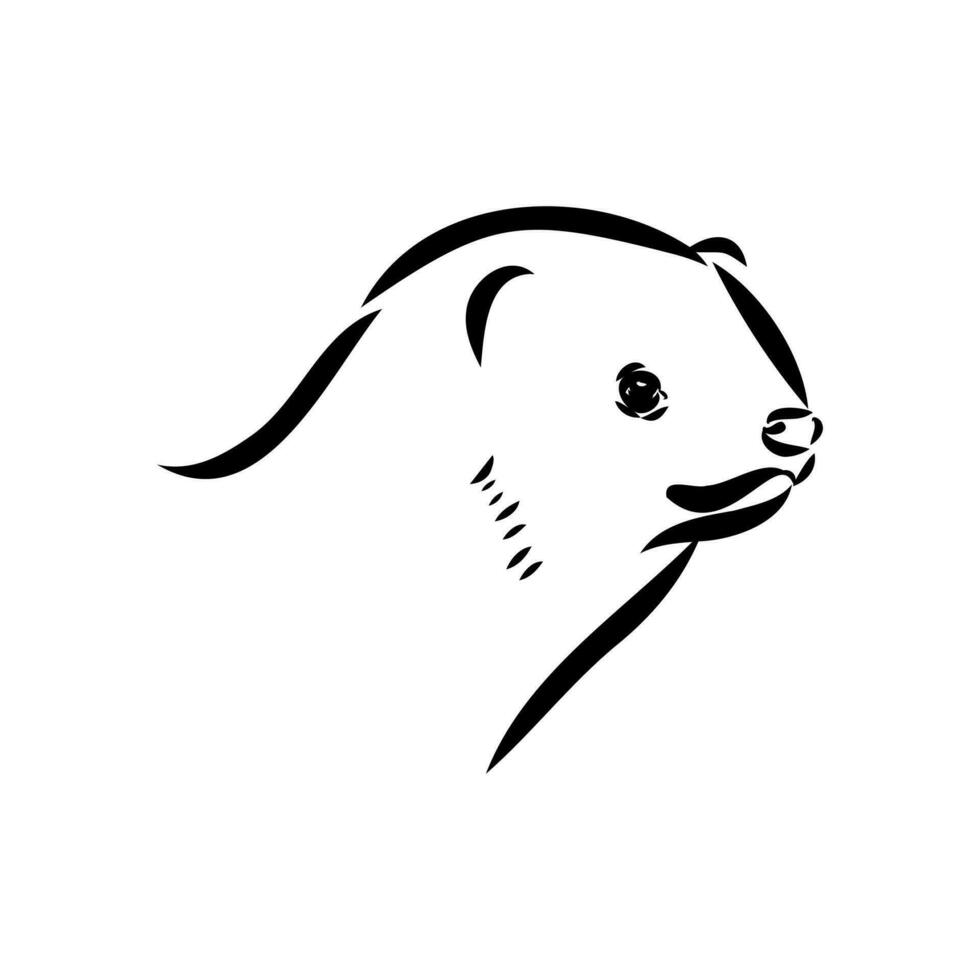 ferret vector sketch