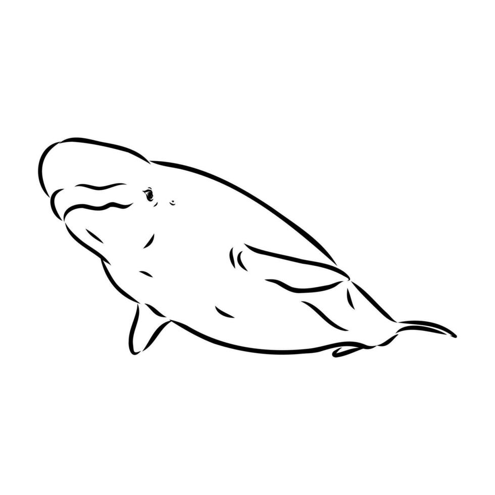 beluga whale vector sketch