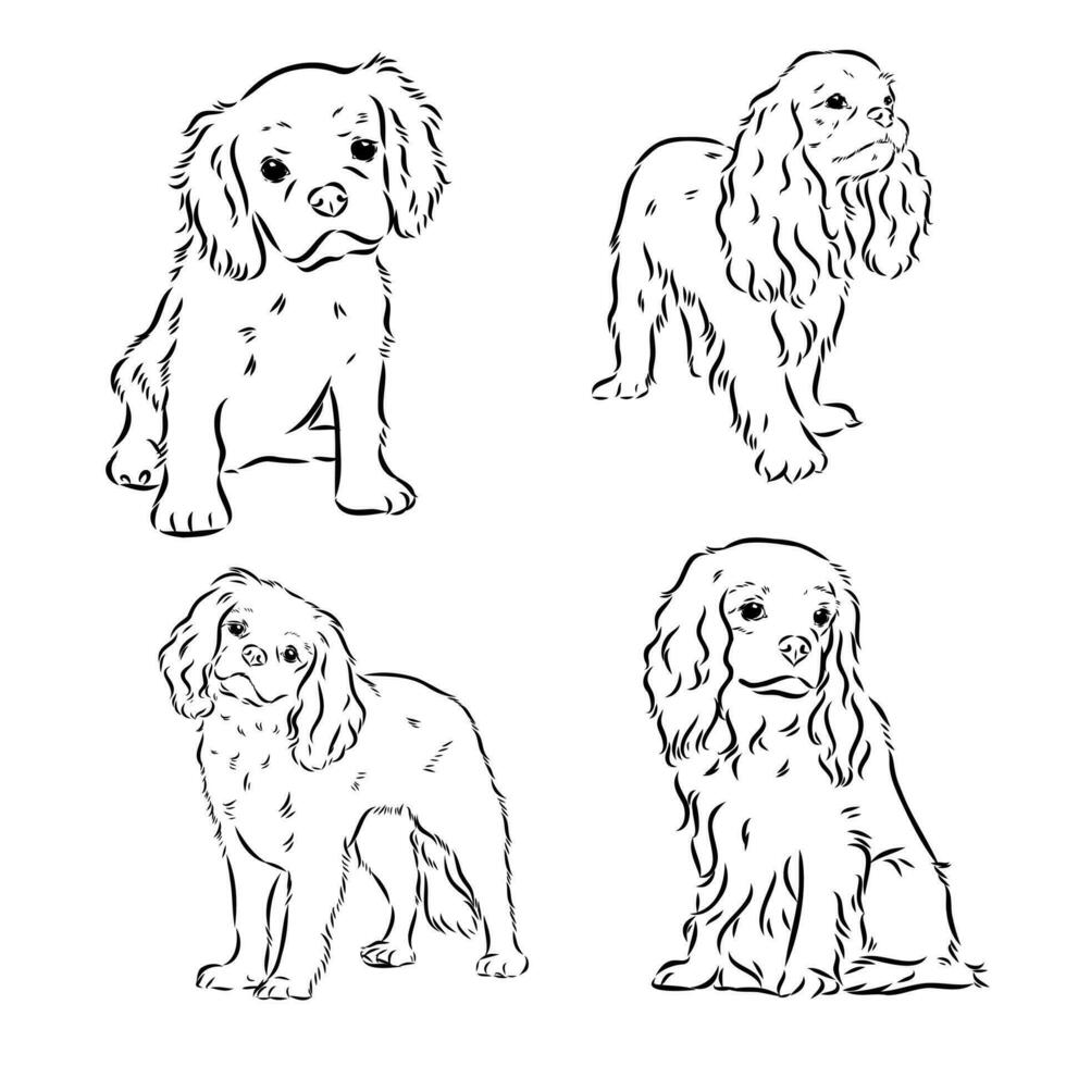 cavalier king charles dog vector sketch