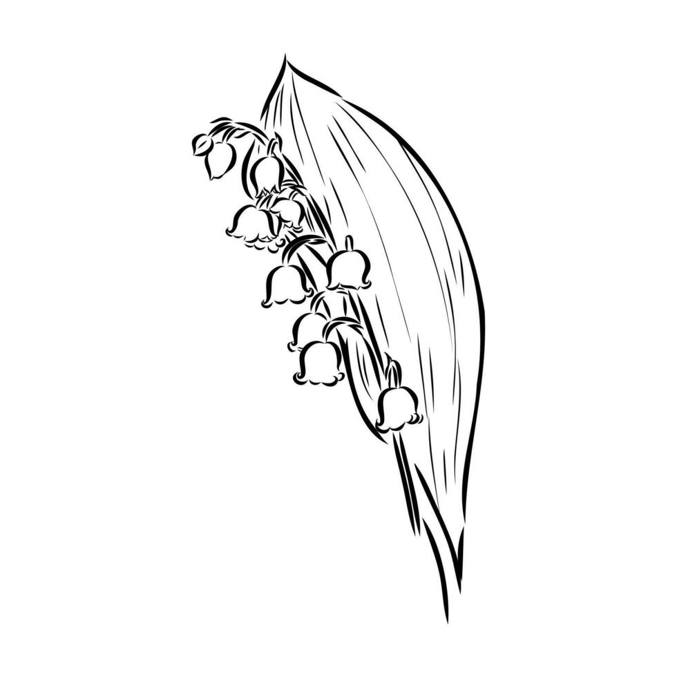 lily of the valley vector sketch