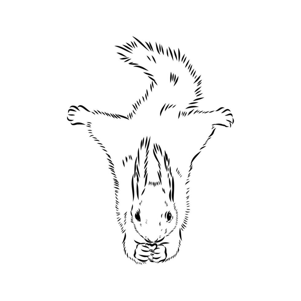 squirrel vector sketch