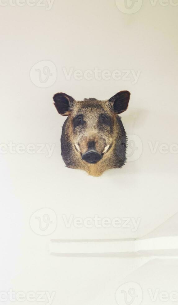 Shot of the head of the wild boar in the hunting room of the house. Hunting photo