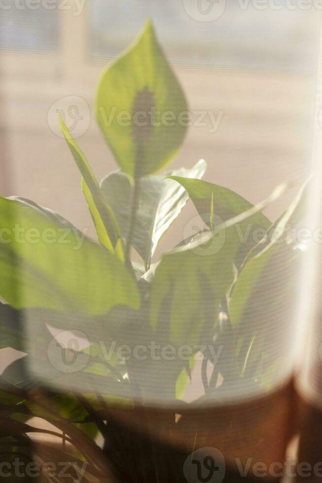 Shot of an indoor plant in the pot. Concept photo