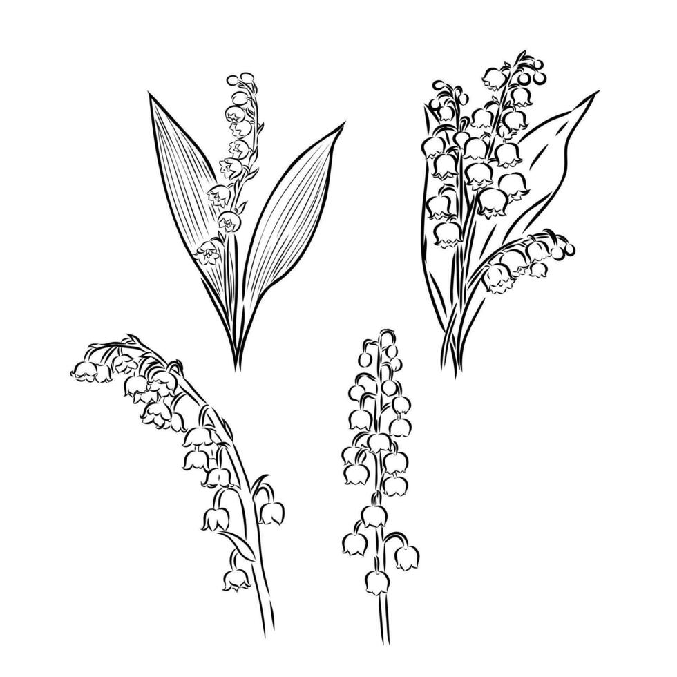 lily of the valley flower vector sketch