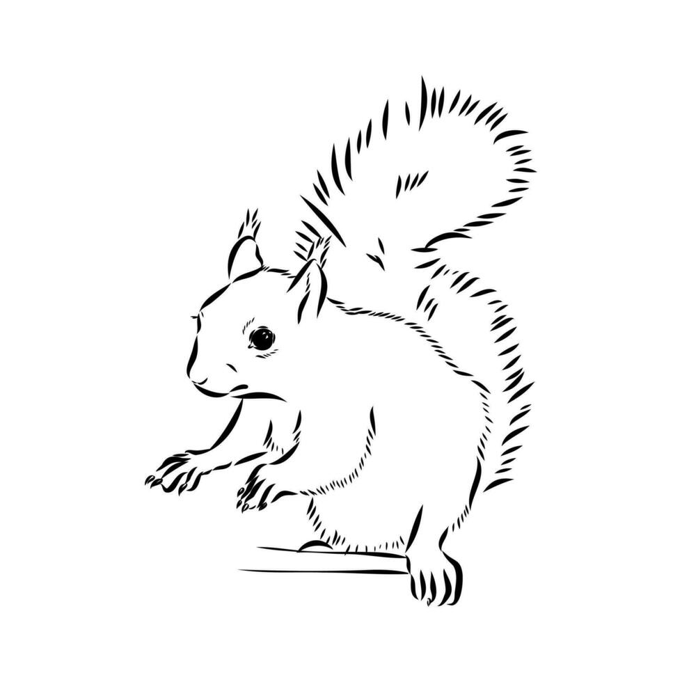 squirrel vector sketch