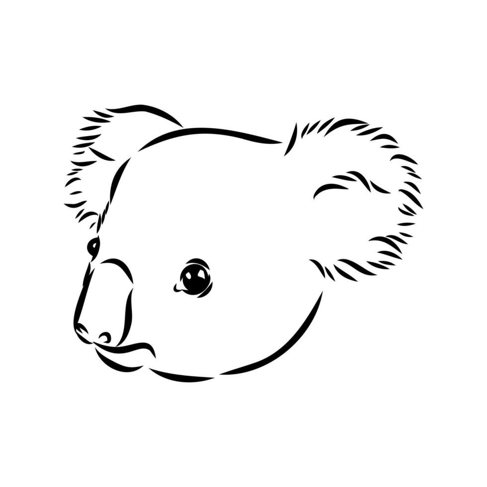 dibujo vectorial de koala vector