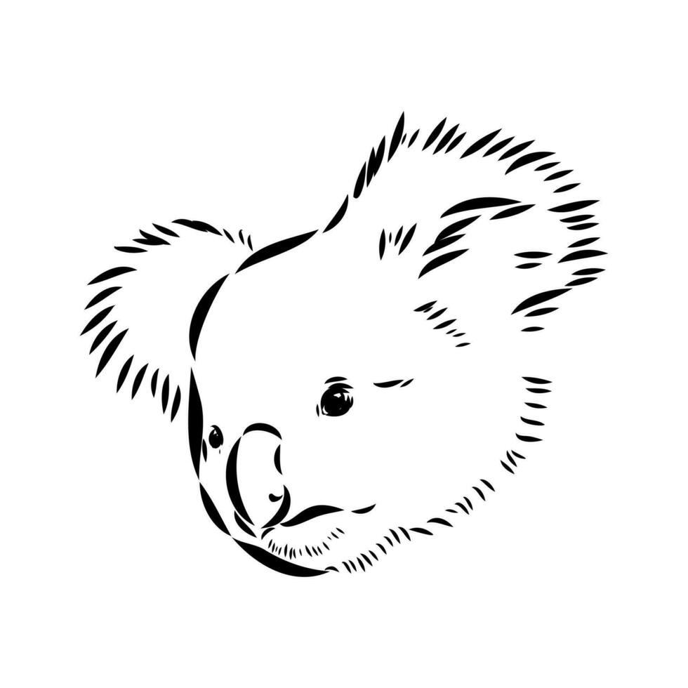 dibujo vectorial de koala vector