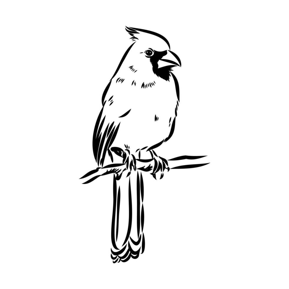 cardinal bird vector sketch