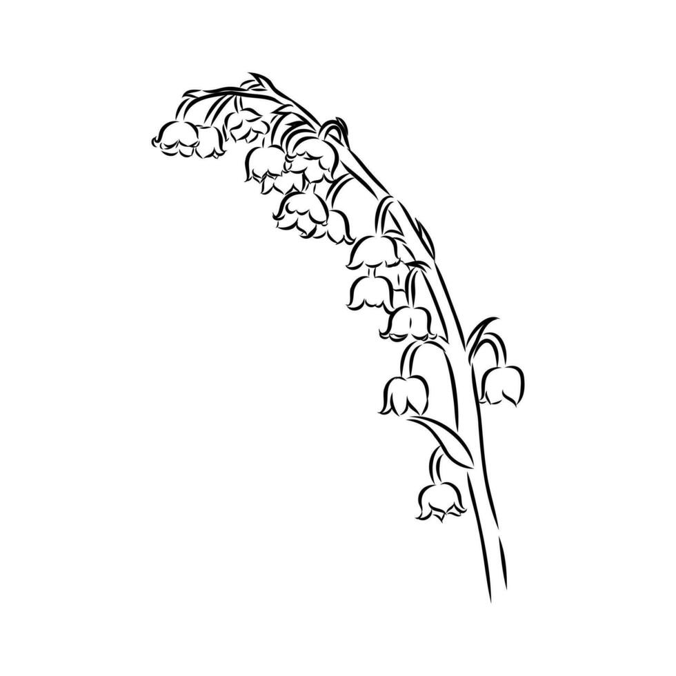 lily of the valley flower vector sketch