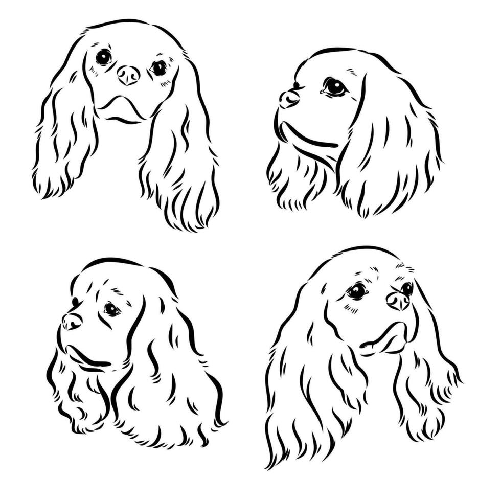 cavalier king charles dog vector sketch