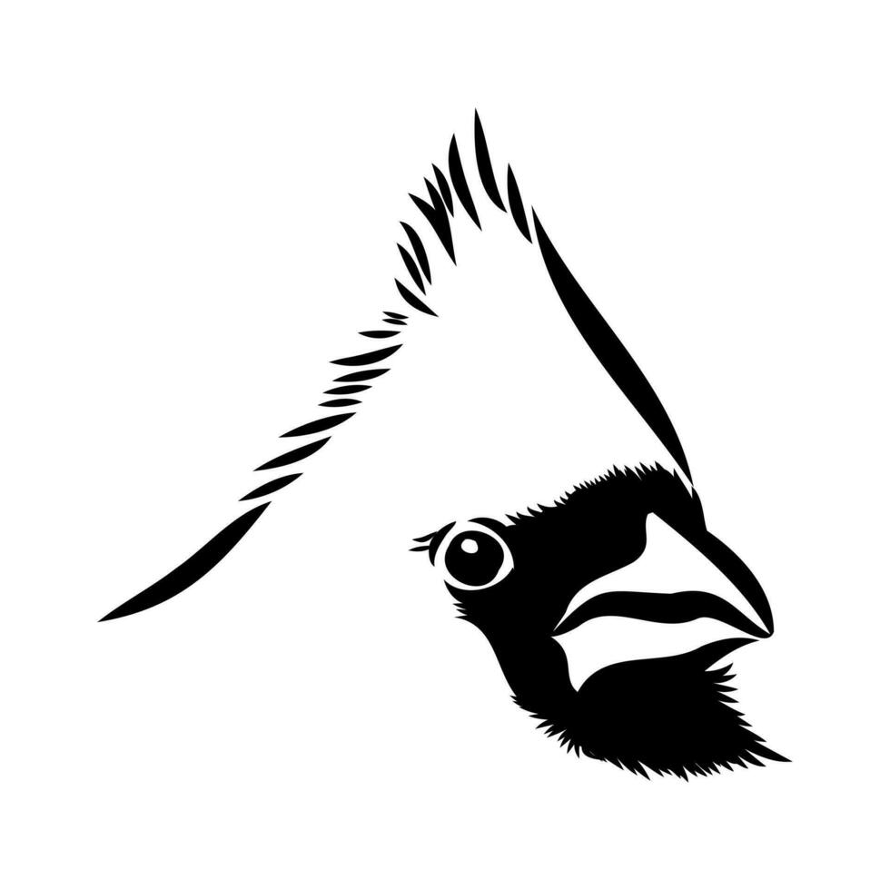 cardinal bird vector sketch