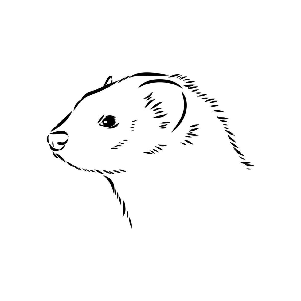 ferret vector sketch