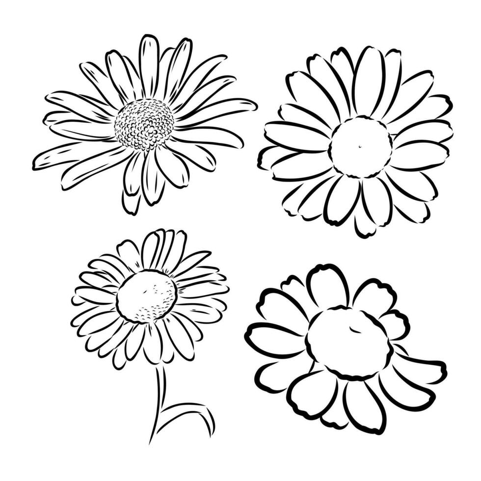 daisy flower vector sketch