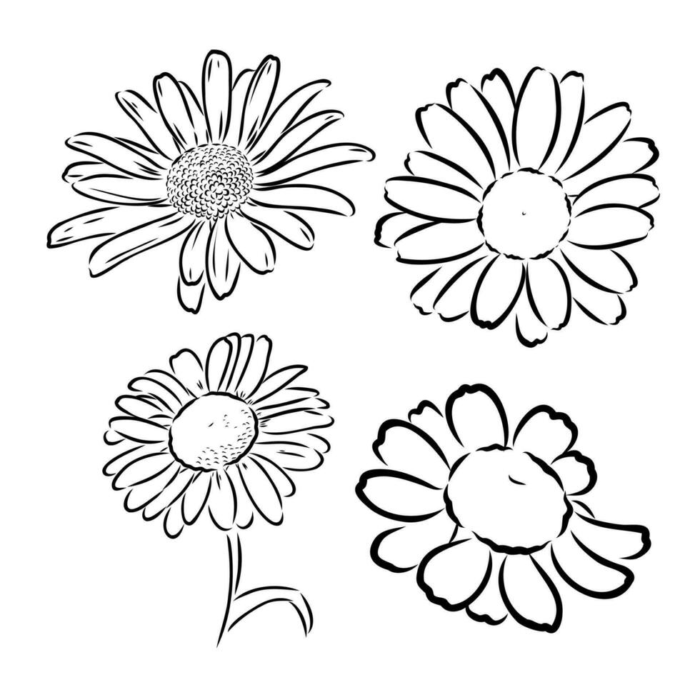 daisy flower vector sketch