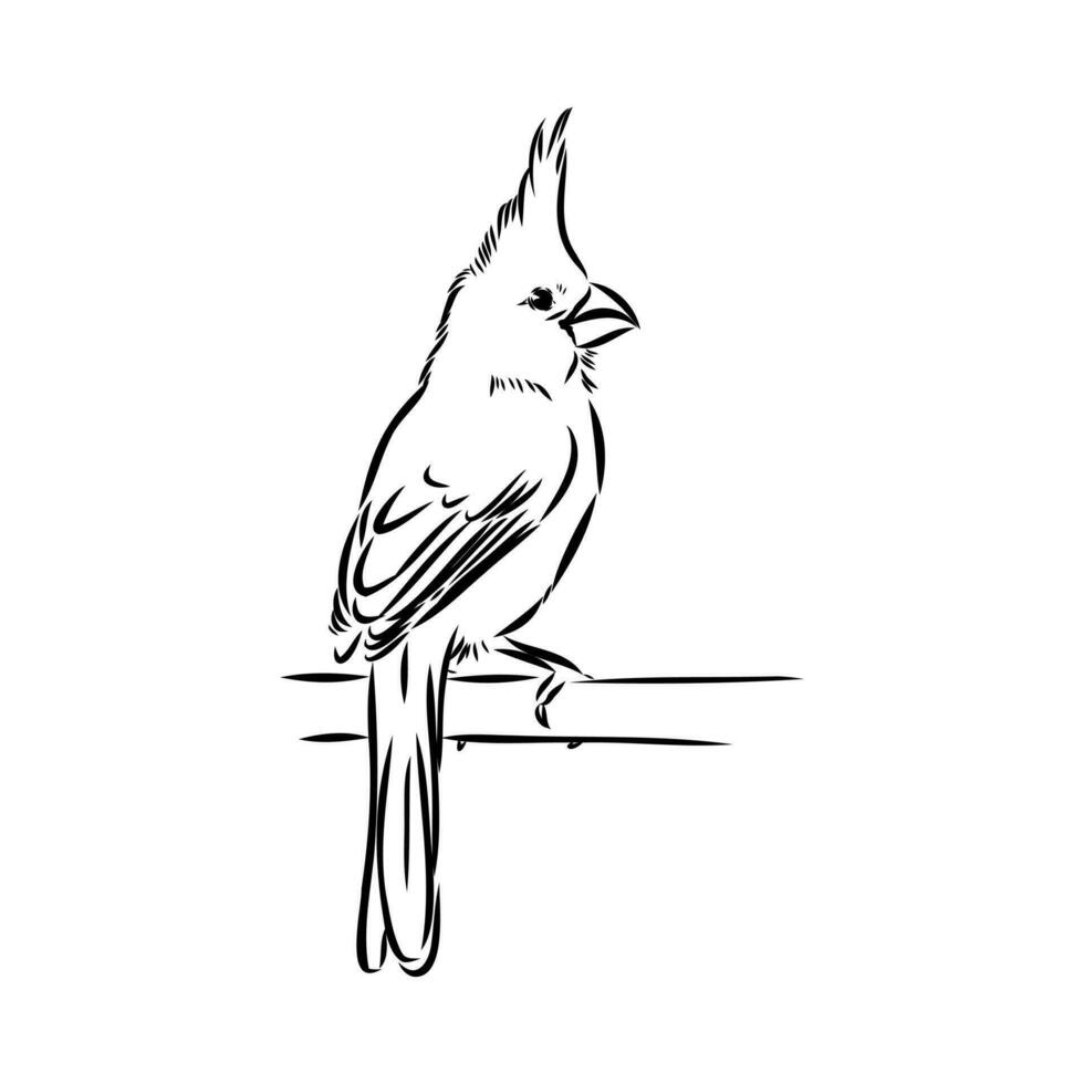 cardinal bird vector sketch