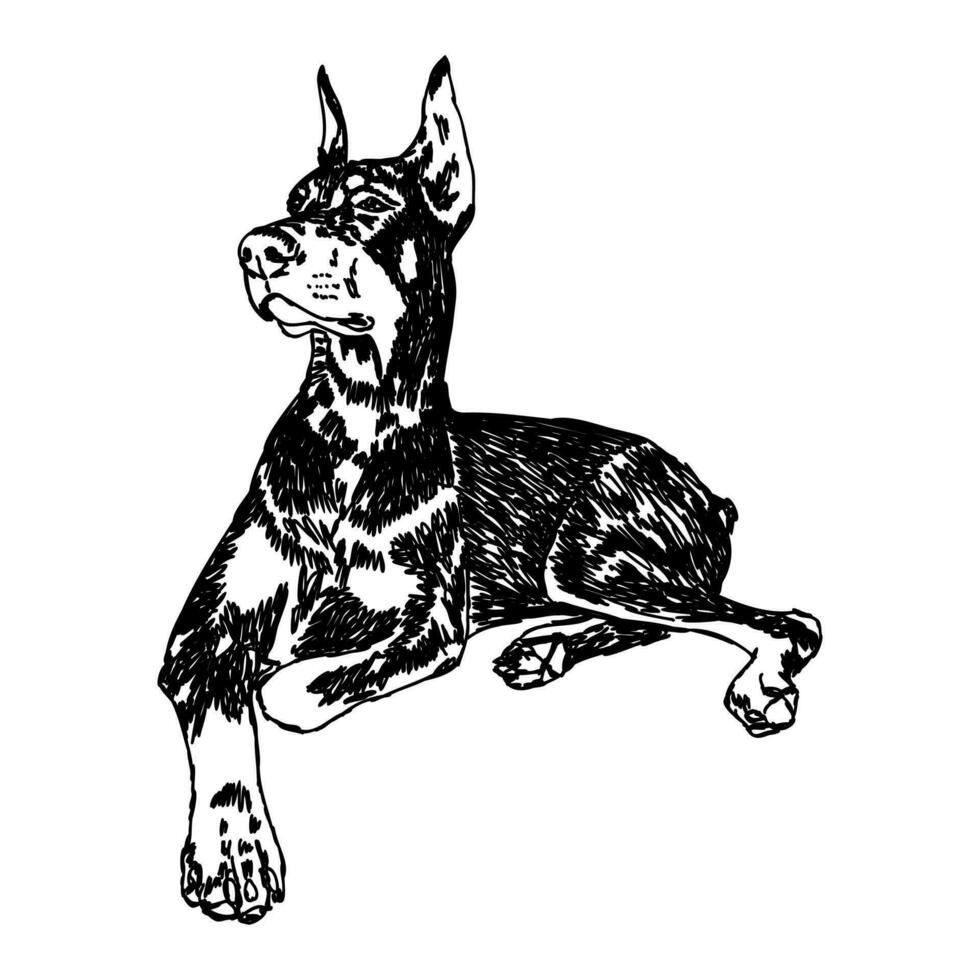 doberman dog vector sketch