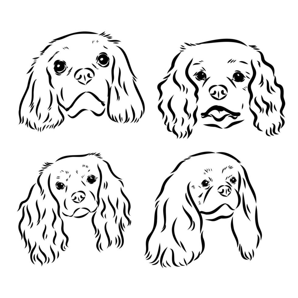 cavalier king charles dog vector sketch