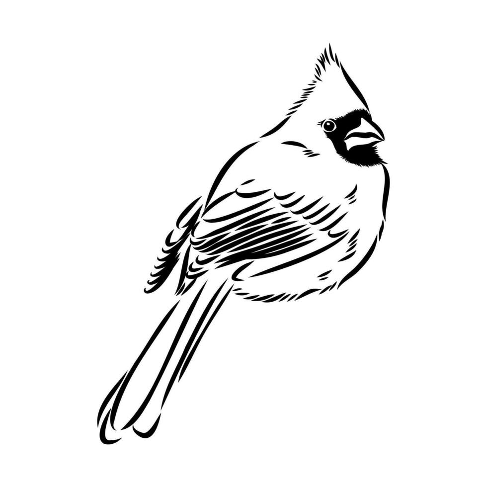 cardinal bird vector sketch