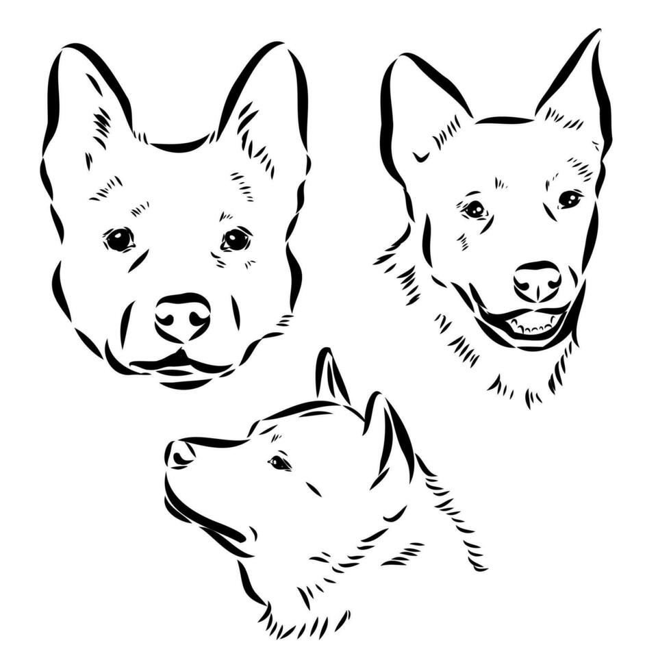 Australian cattle dog vector sketch