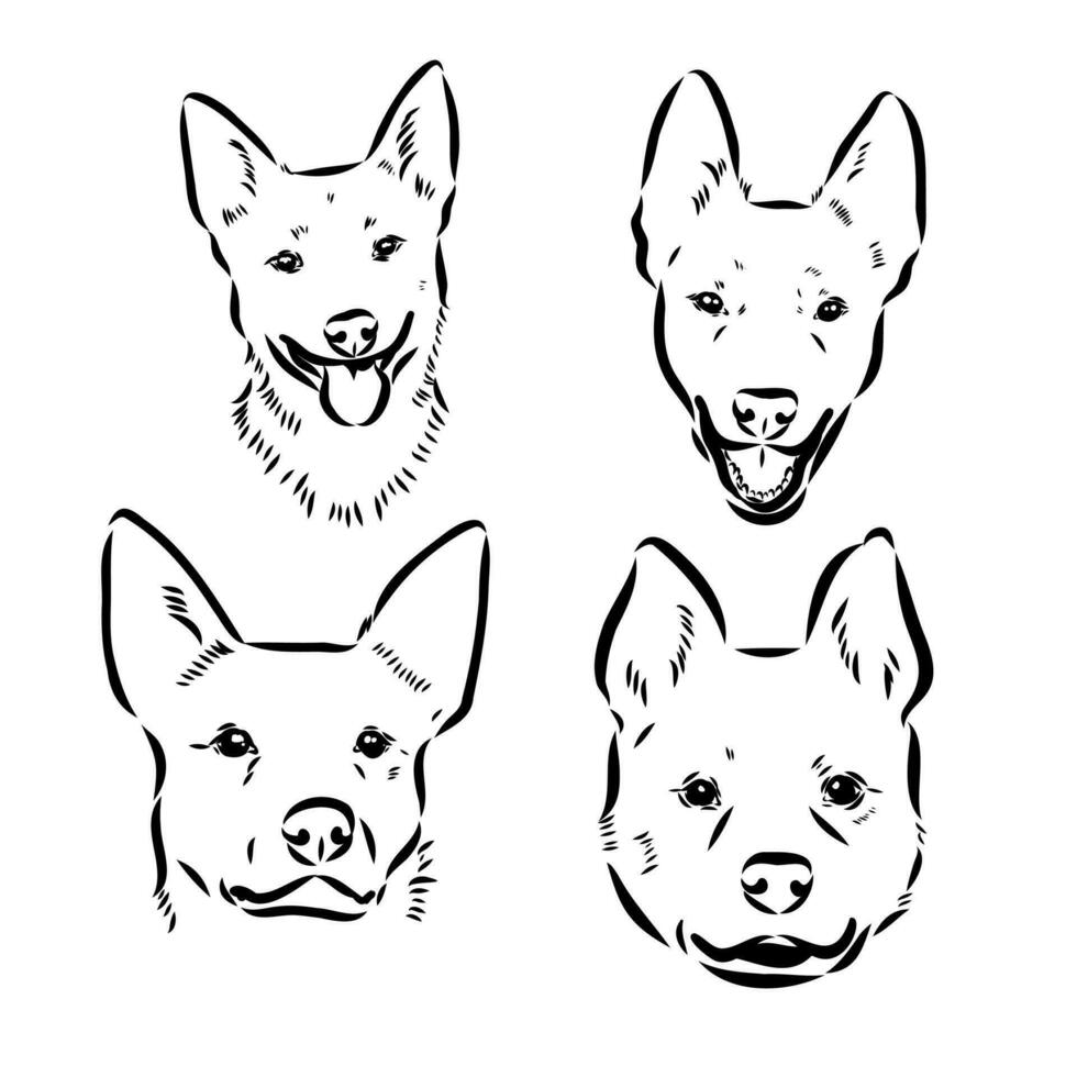 australian-cattle-dog-vector-sketch-36438240-vector-art-at-vecteezy