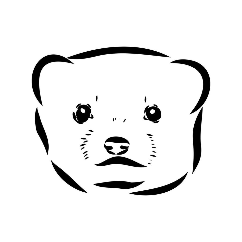 ferret vector sketch