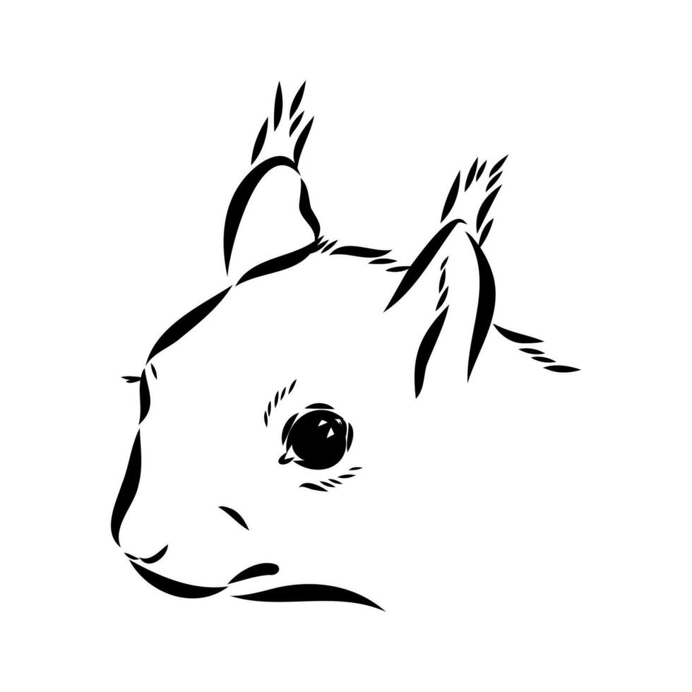 squirrel vector sketch