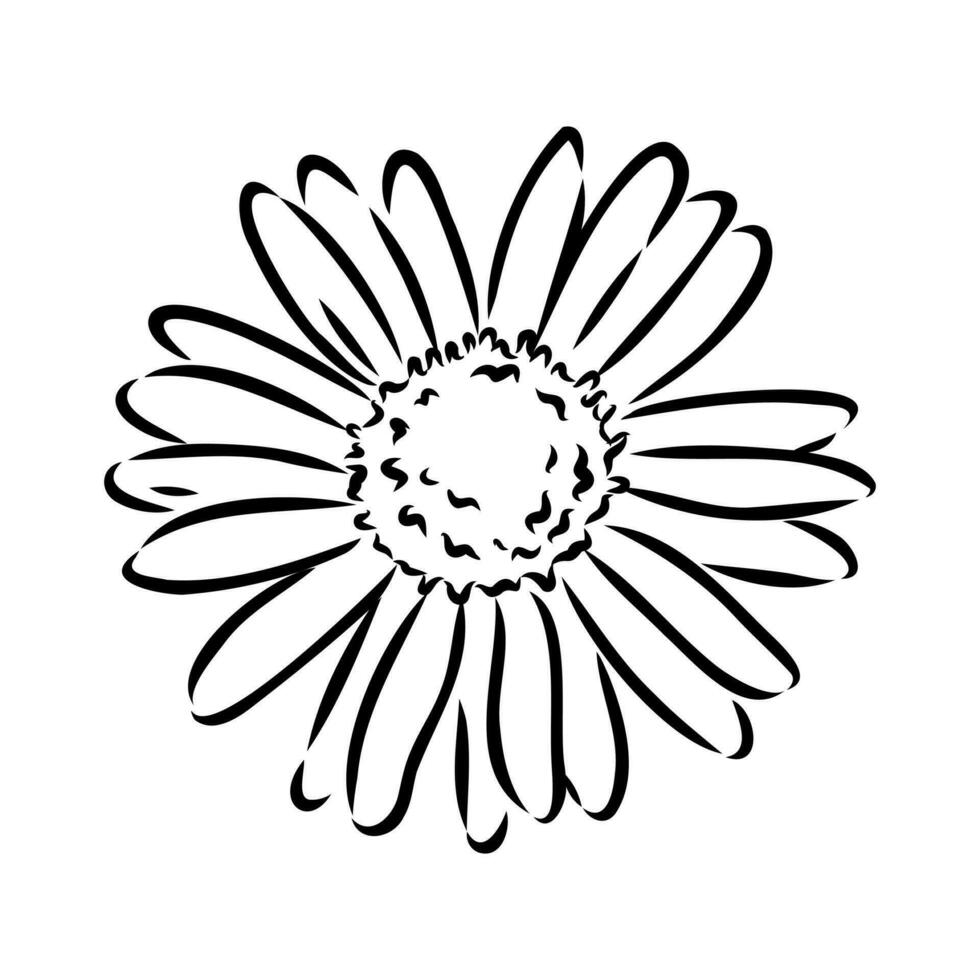 daisy flower vector sketch