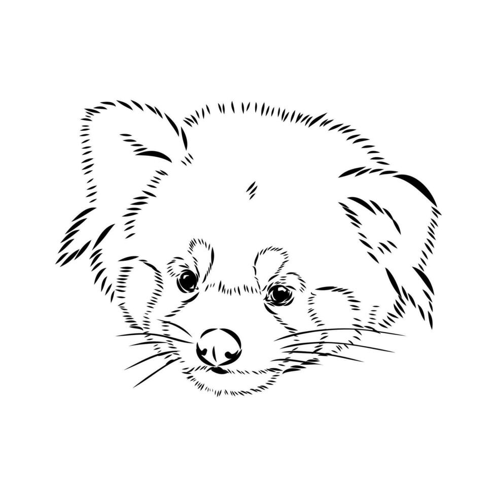 red panda vector sketch