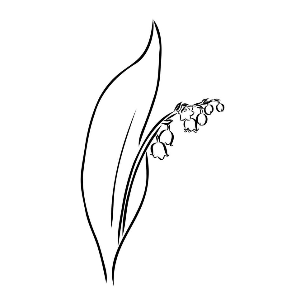 lily of the valley flower vector sketch