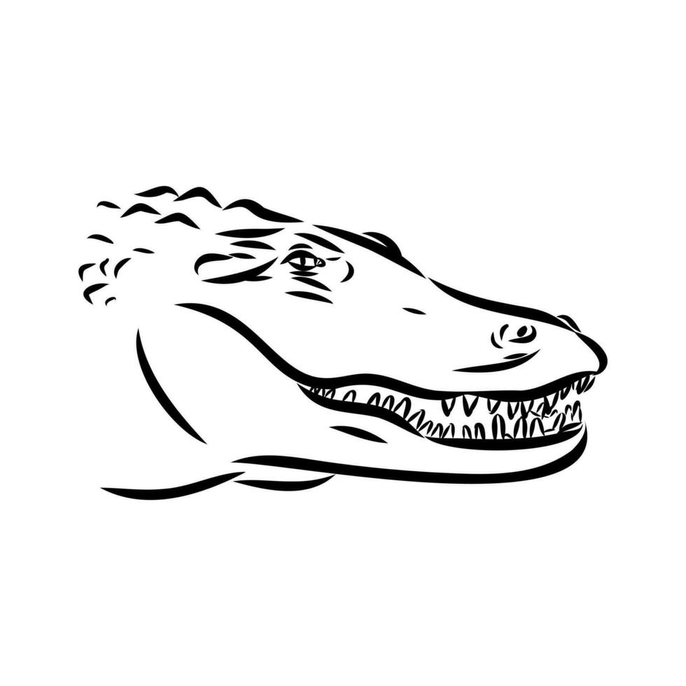 crocodile vector sketch